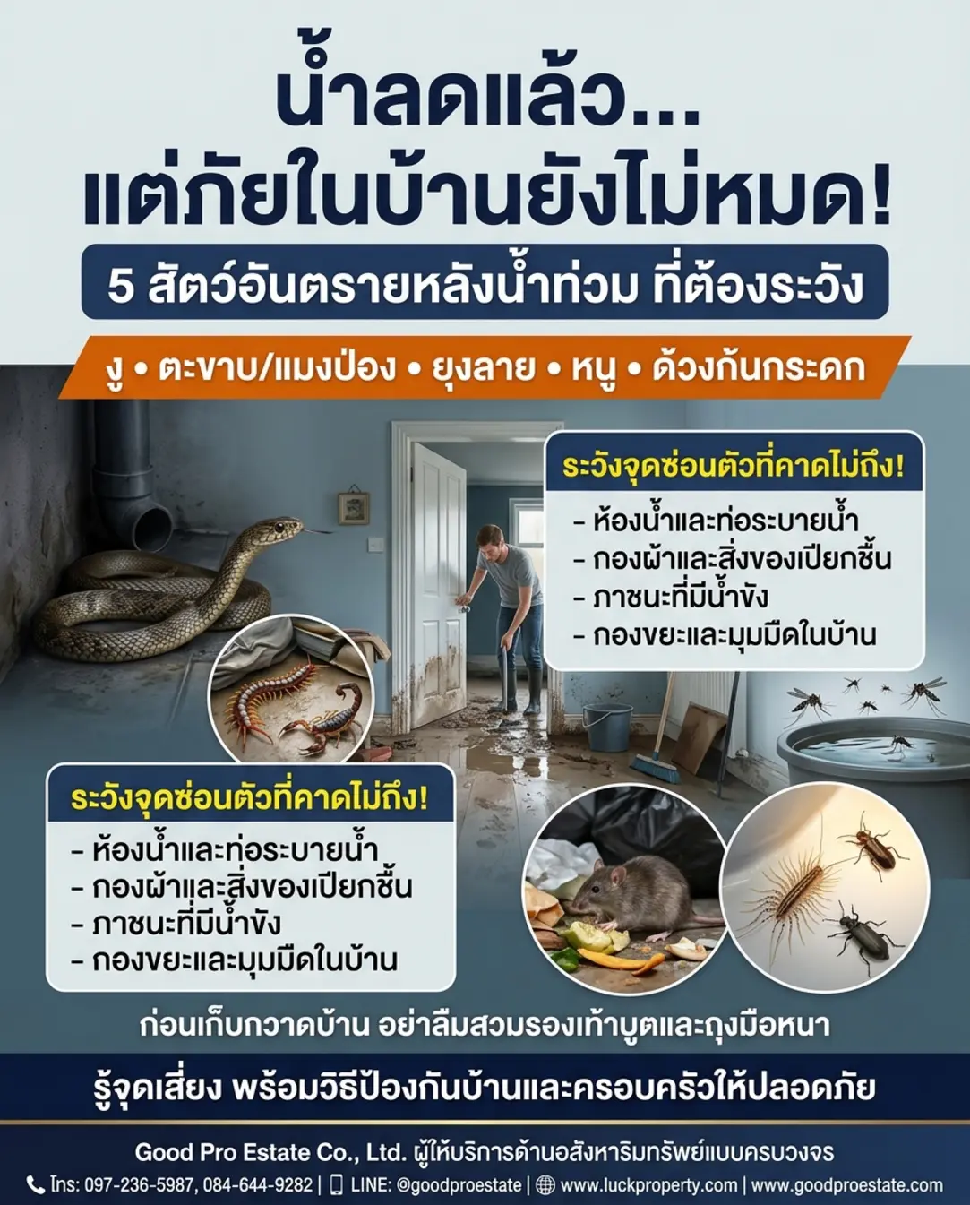 🏠 คู่มือรับมือ 5 สัตว์อันตรายหลังน้ำท่วม พร้อมวิธีฟื้นฟูบ้านให้กลับมาปลอดภัยอย่างยั่งยืน